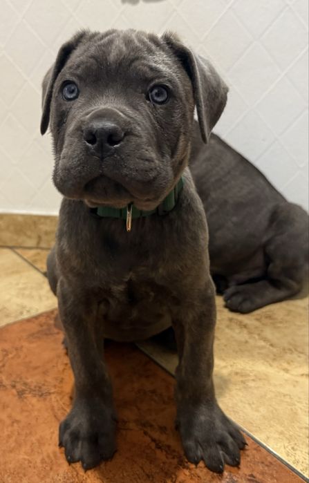 Cane corso samiec z rodowodem