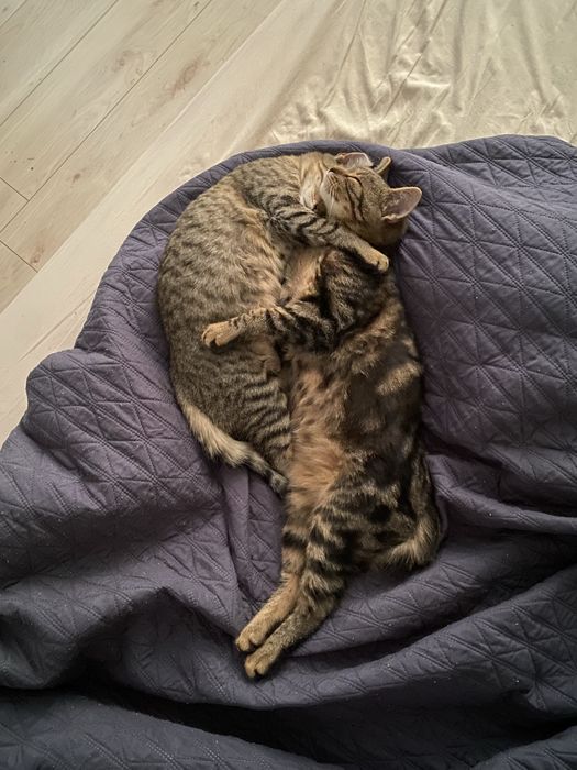 Два військові котики шукають дім