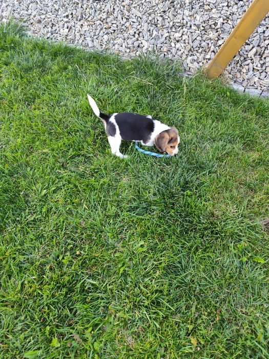 Beagle 3 szczepienia gotowy do odbioru tricolor metryka czip