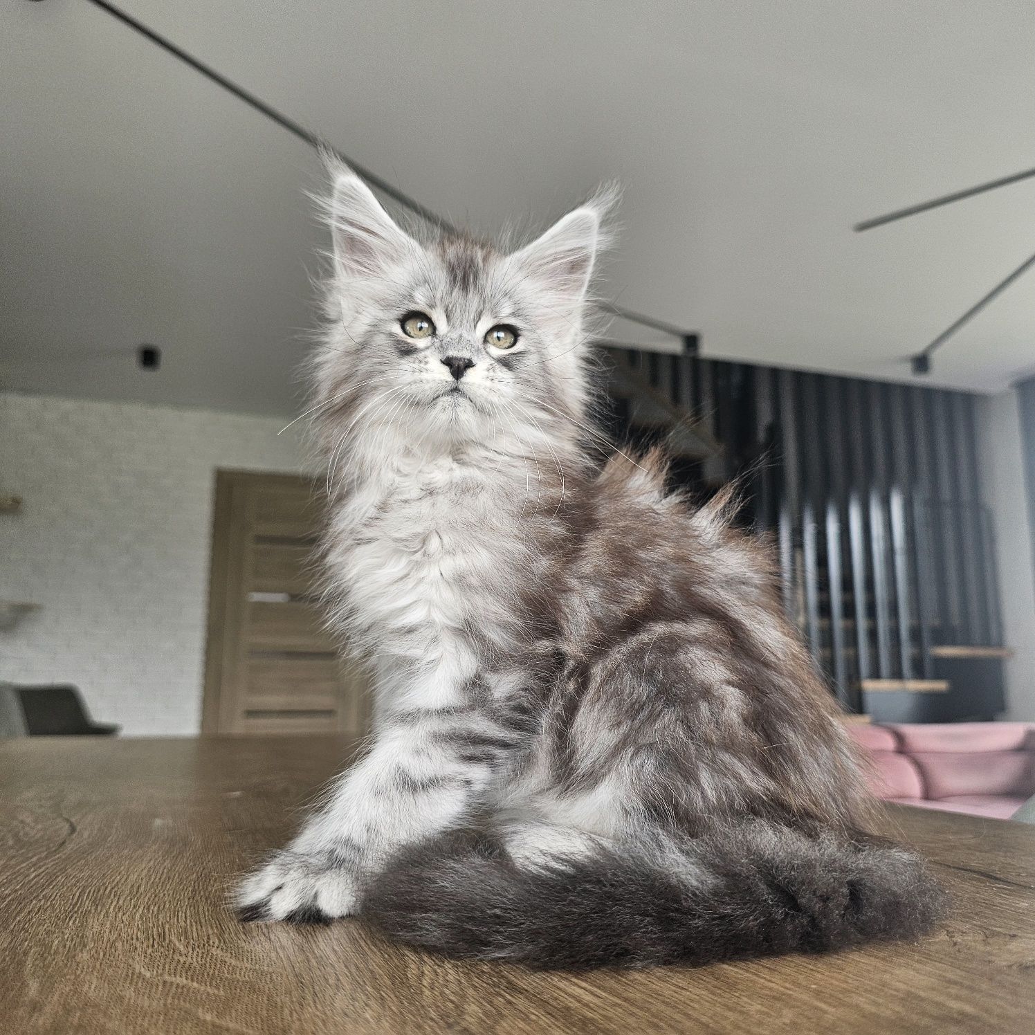 Koteczka Maine coon rodowód fpl FIFe