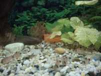 Kirys panda (Corydoras panda)