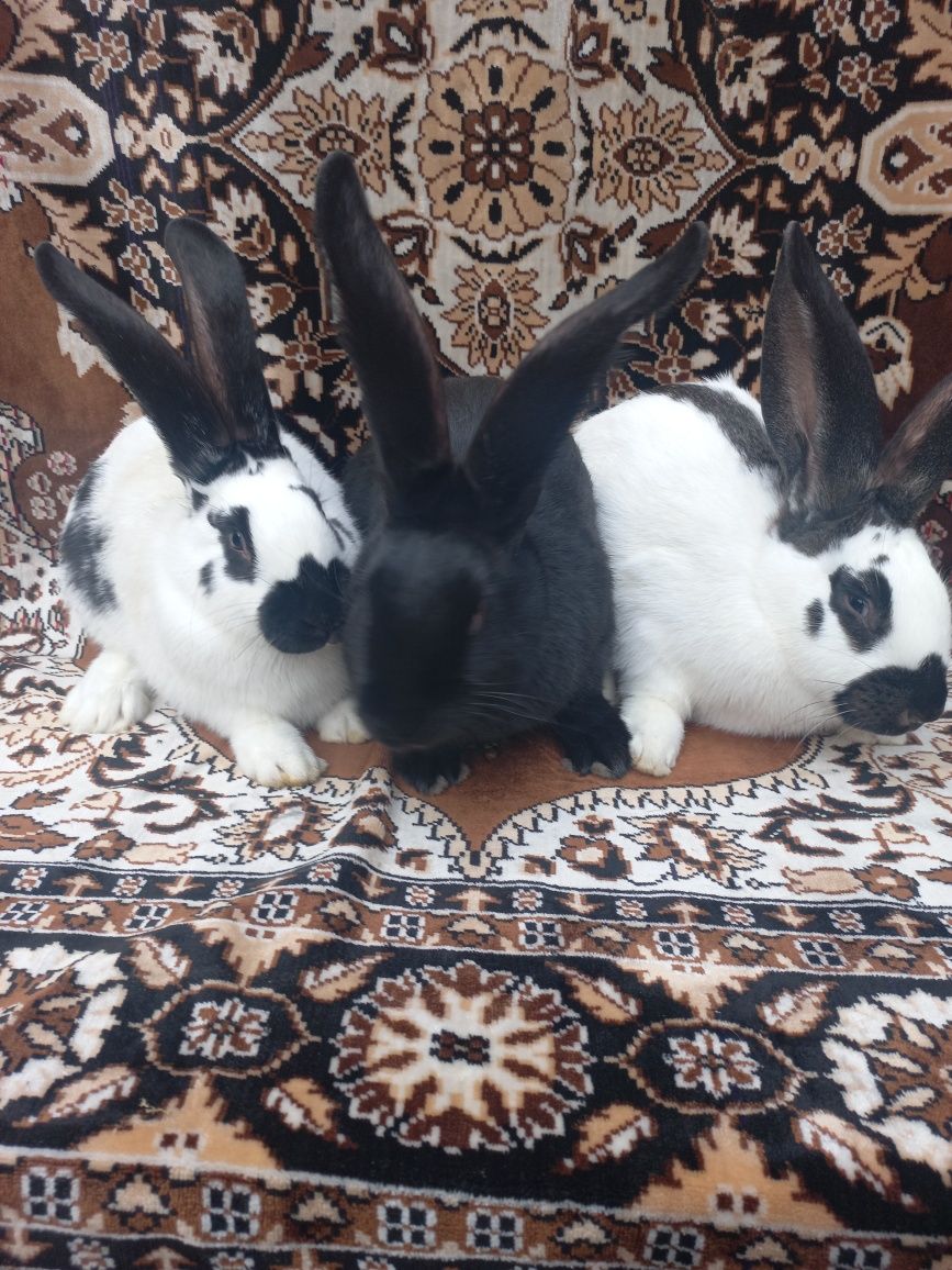 Продам  кролі і кролики