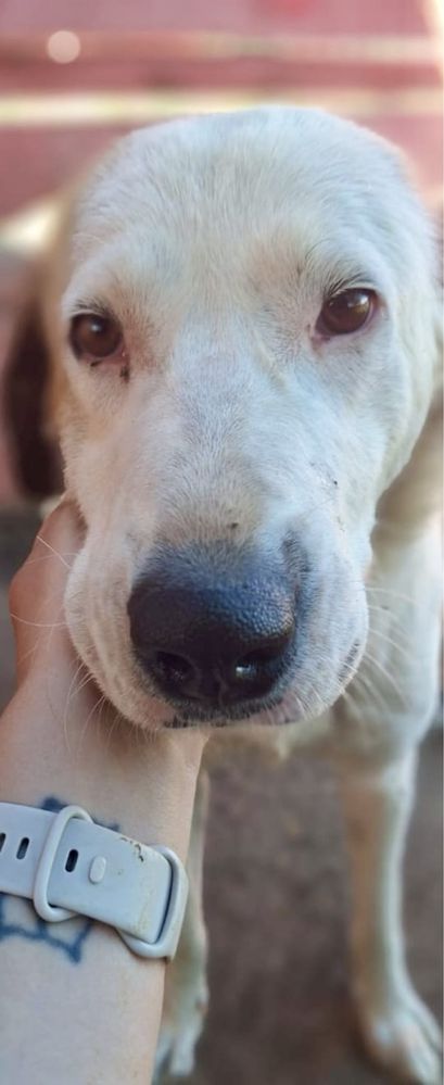 BIANCA między 1,5 a dwa lata . Około 23/25 kg suczka do adopcji
