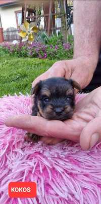 MINI YORK z rodowodem,  Yorkshire terrier