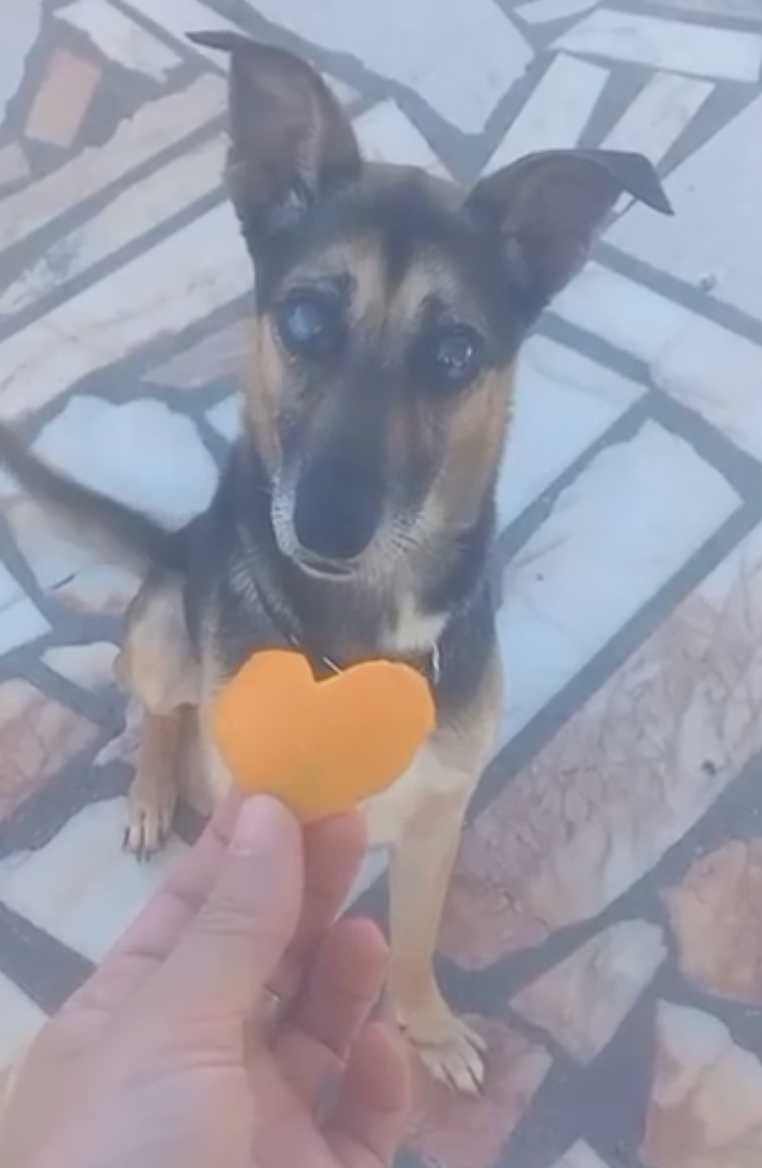 Saramago Cão Cego