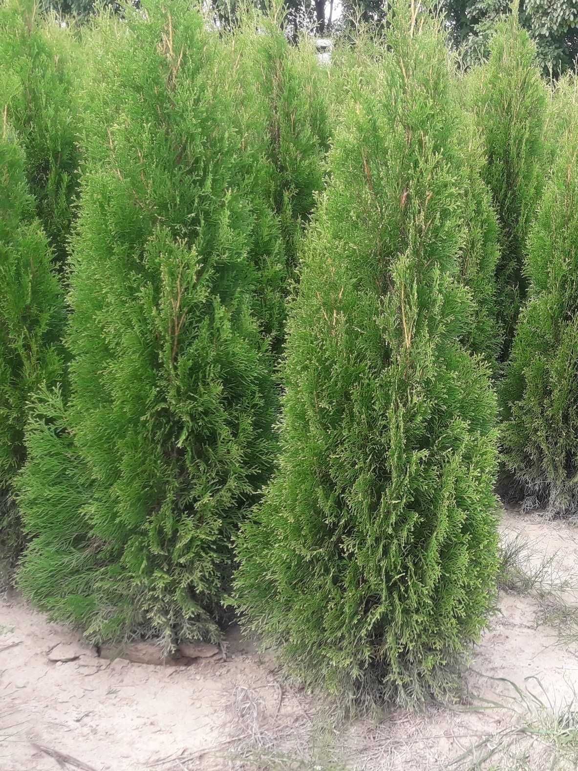 Thuja Smaragd 100,120,140,150,160 cm! Tuja Szmaragd! Tuje! Dowóz!