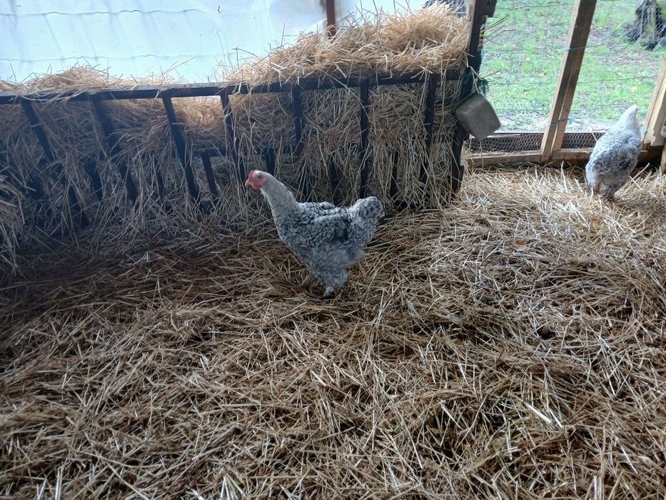 Frangos Brahma puros