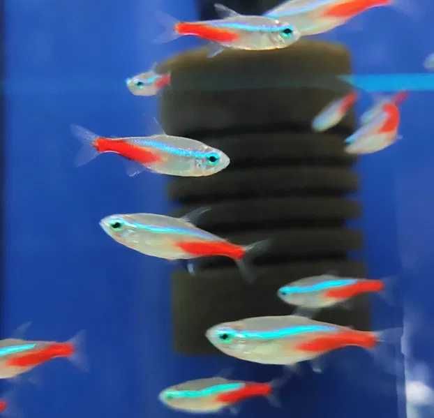 Neon inessa Kraków (Swoszowice)