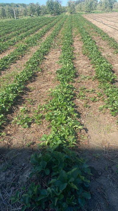 Sadzonki truskawek późnej i powtarzajacej