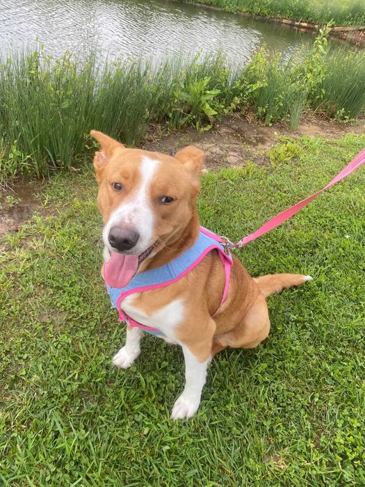 Dá se cadela com 3 anos