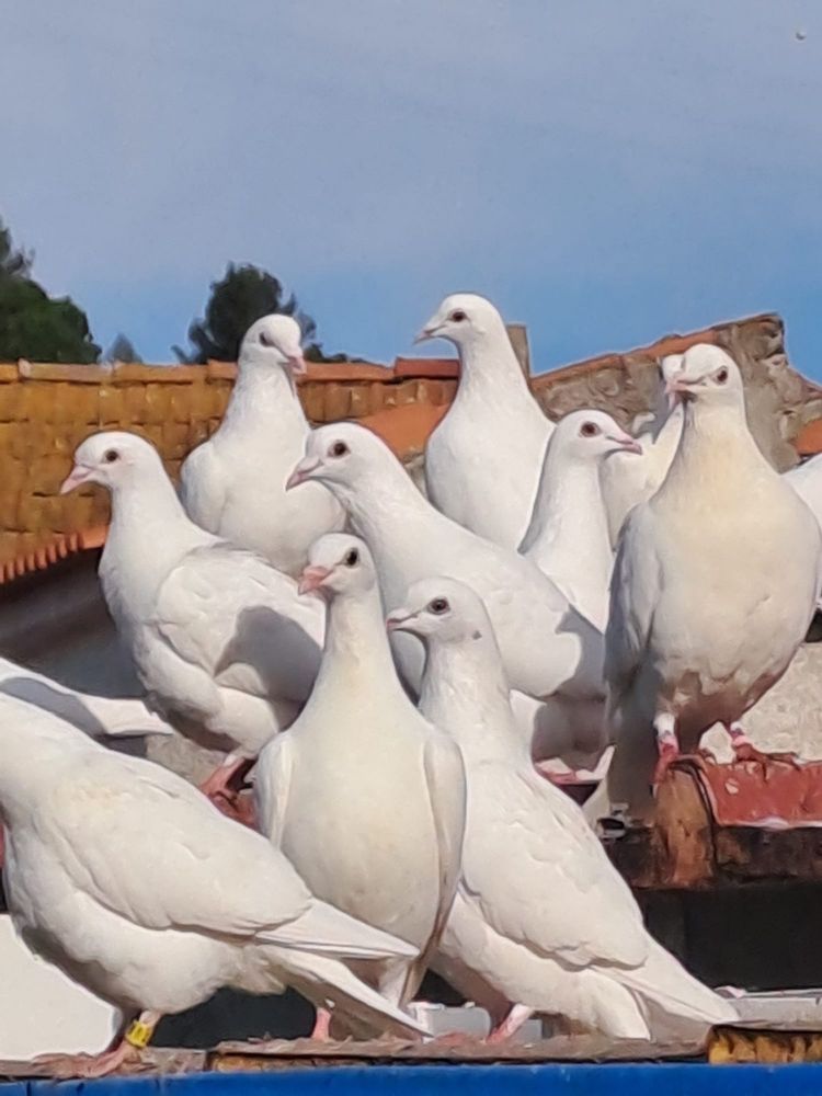 Vendo Pombos para casamentos/batizados