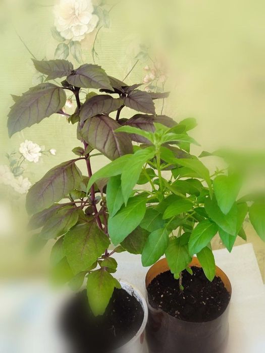 Саженцы рассада базилика