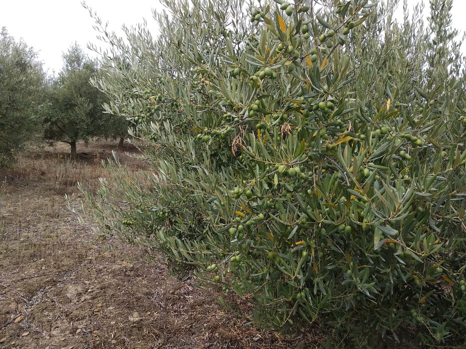 Terreno agrícola com olival 1ha Alenquer