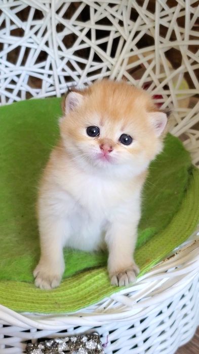 Ручные малышики, котятки золотая шиншилла