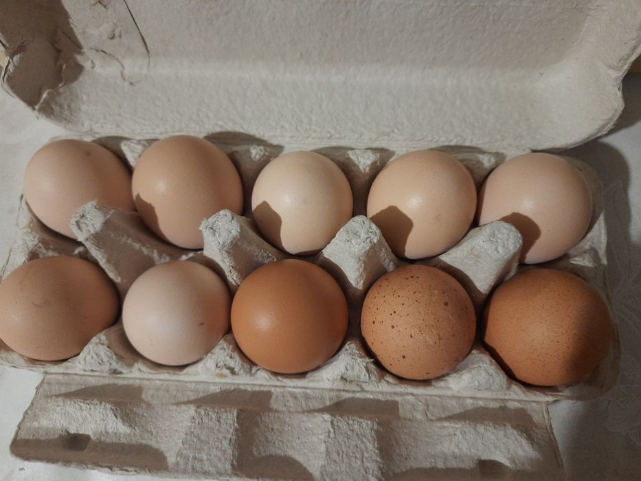 Яйця курячі домашні свіжі