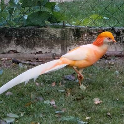 Bażanty brzoskwiniowe