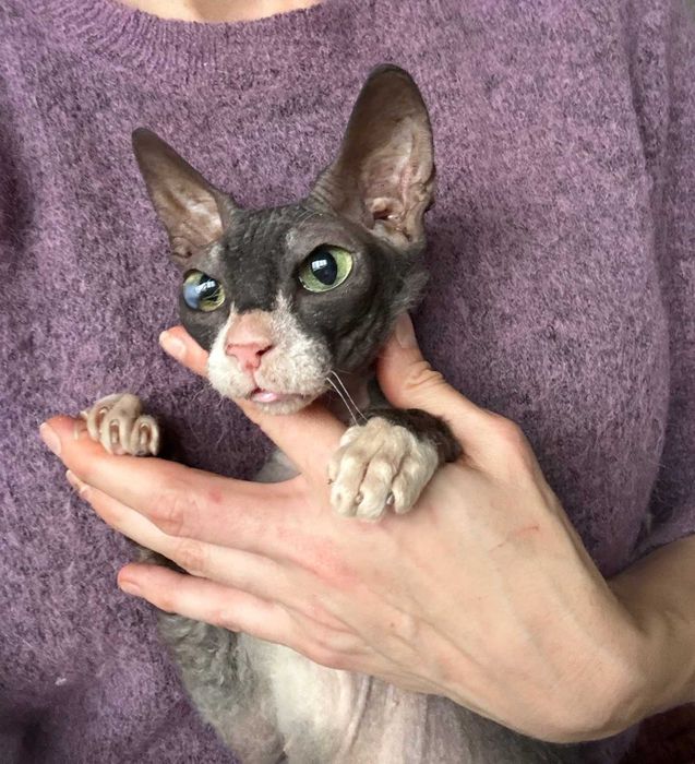 Маняша, сфінкс велюрочка, близько 2 років.Добра з величезним серцем!