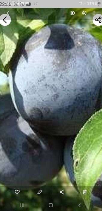 Продам саженцы сливы угорки 3-хлетки