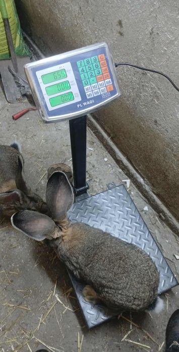 Króliki króle samce belgijski olbrzym szary BOS