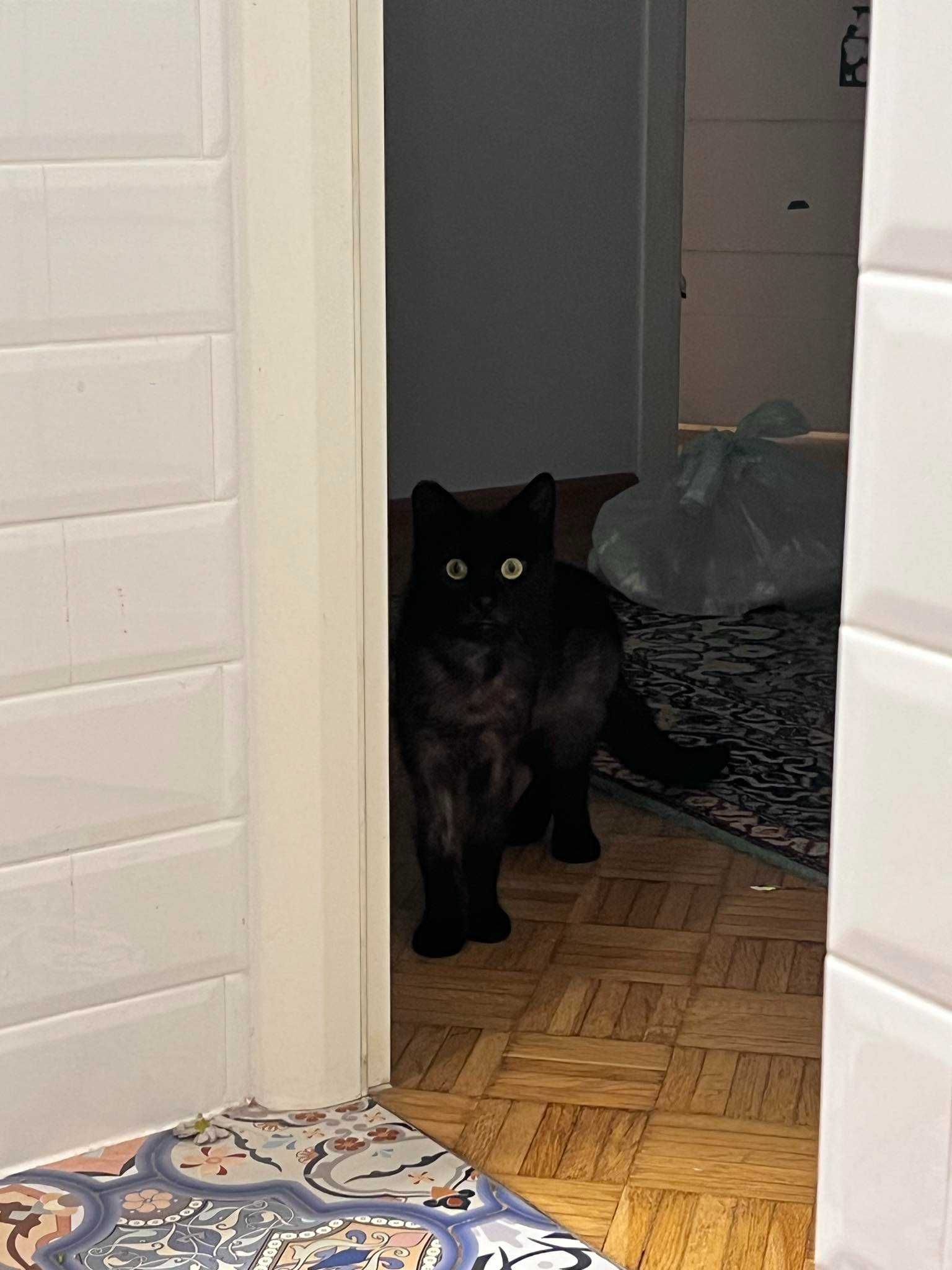 piękna, łagodna czarna kotka, nosiciel FELV
