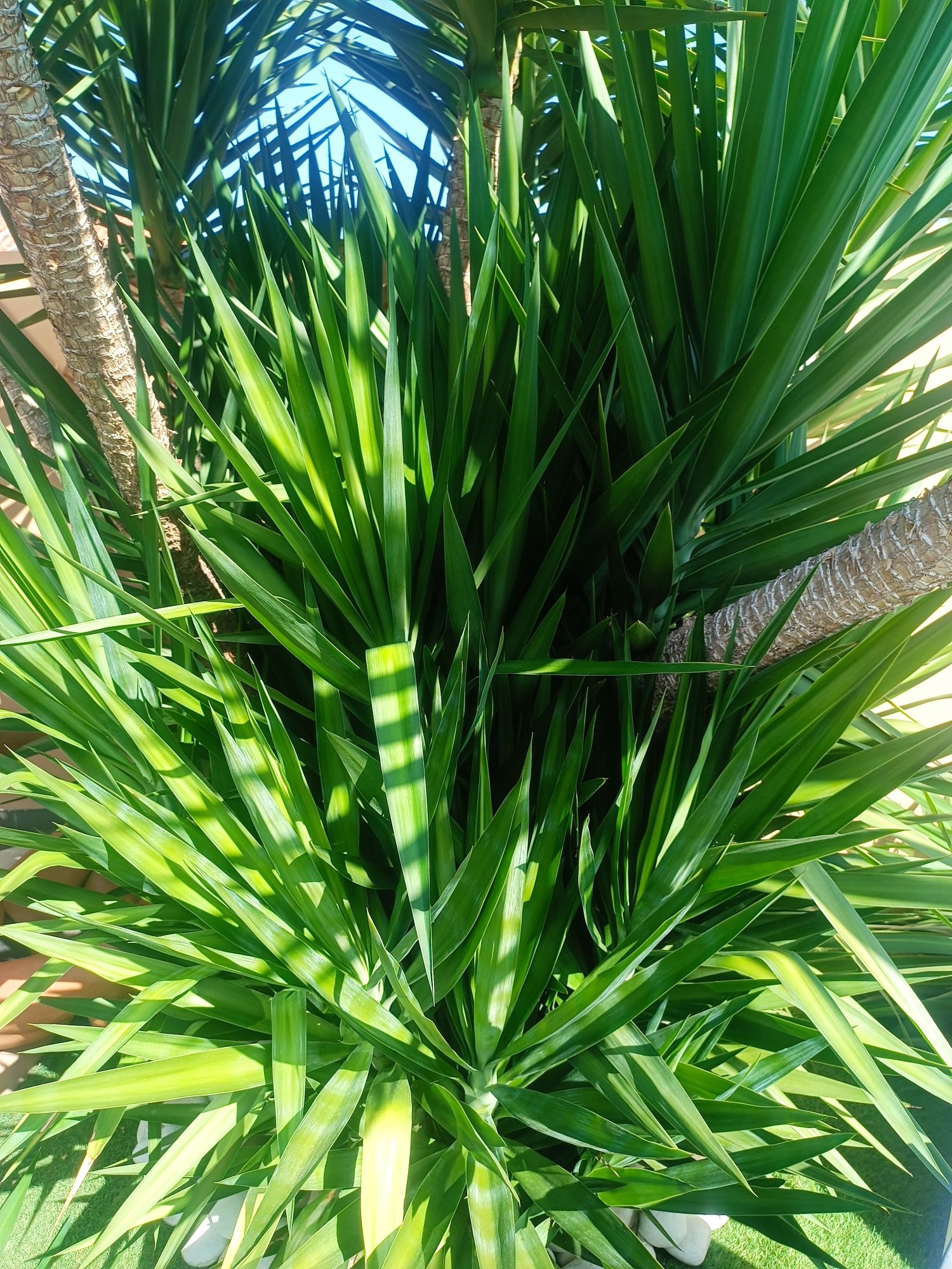 Yuca verde. Pés para plantar