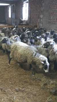 вівці різного віку та різних порід