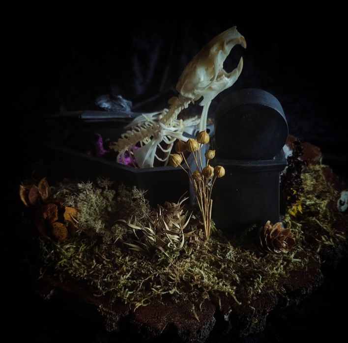 Taksydermia szkielet szczura