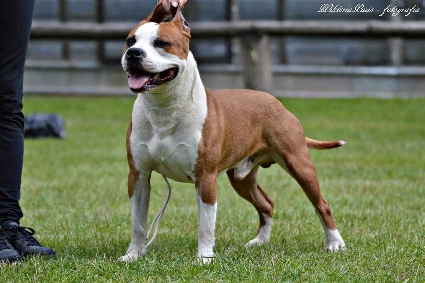 American Staffordshire Terrier, Amstaff - po Ch - ZKwP, FCI suczka