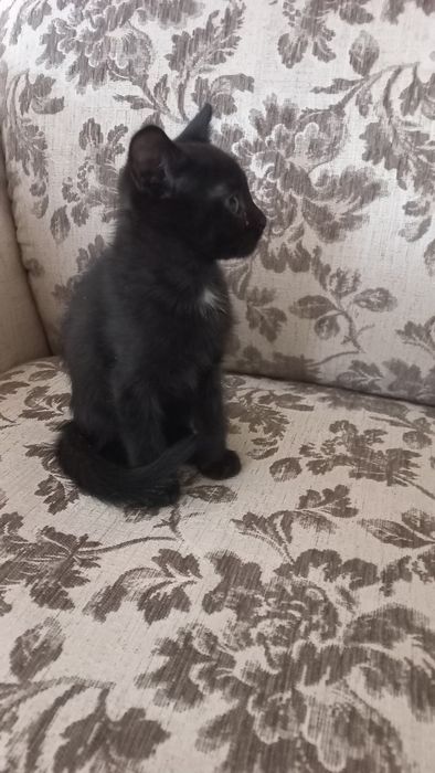 Віддам в добрі руки котика