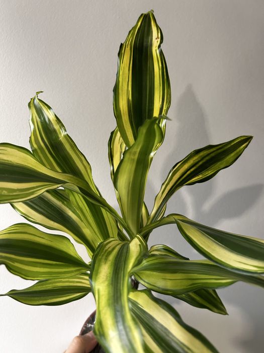 Dracaena fragrans Yellow Coast e steudneri