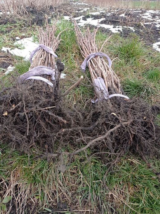 Малинове дерево крепиш