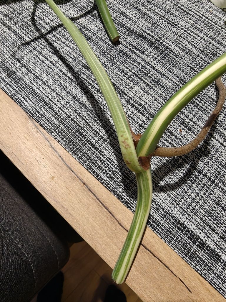 monstera deliciosa variegata sadzonki