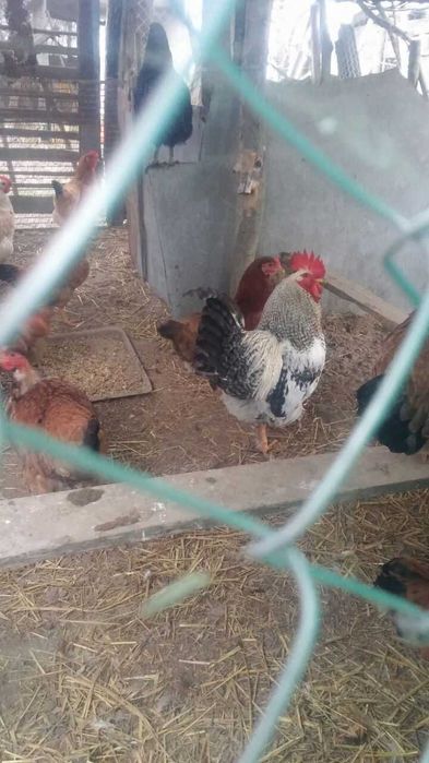 Півень, вік 6 місяців