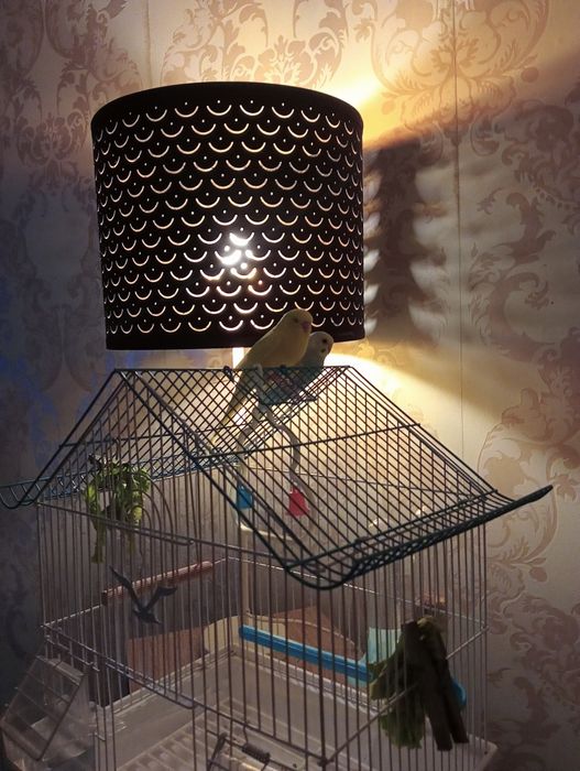 Piriquitos domésticados