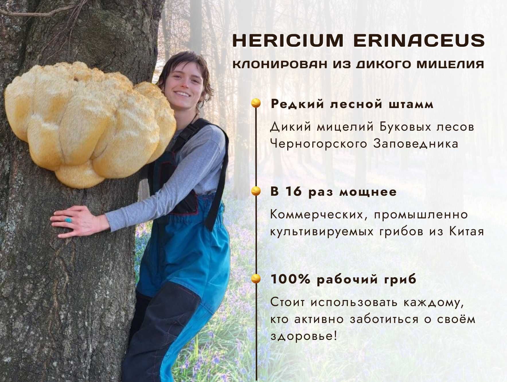 Купите сушенные плоды гриба ЕЖОВИК ГРЕБЕНЧАТЫЙ 》Выращен в Украине