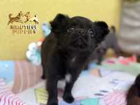 Chłopiec chihuahua