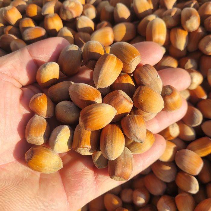 Orzechy laskowe 5kg podłużne cosford SUPER jakość