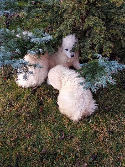 Owczarki podhalańskie