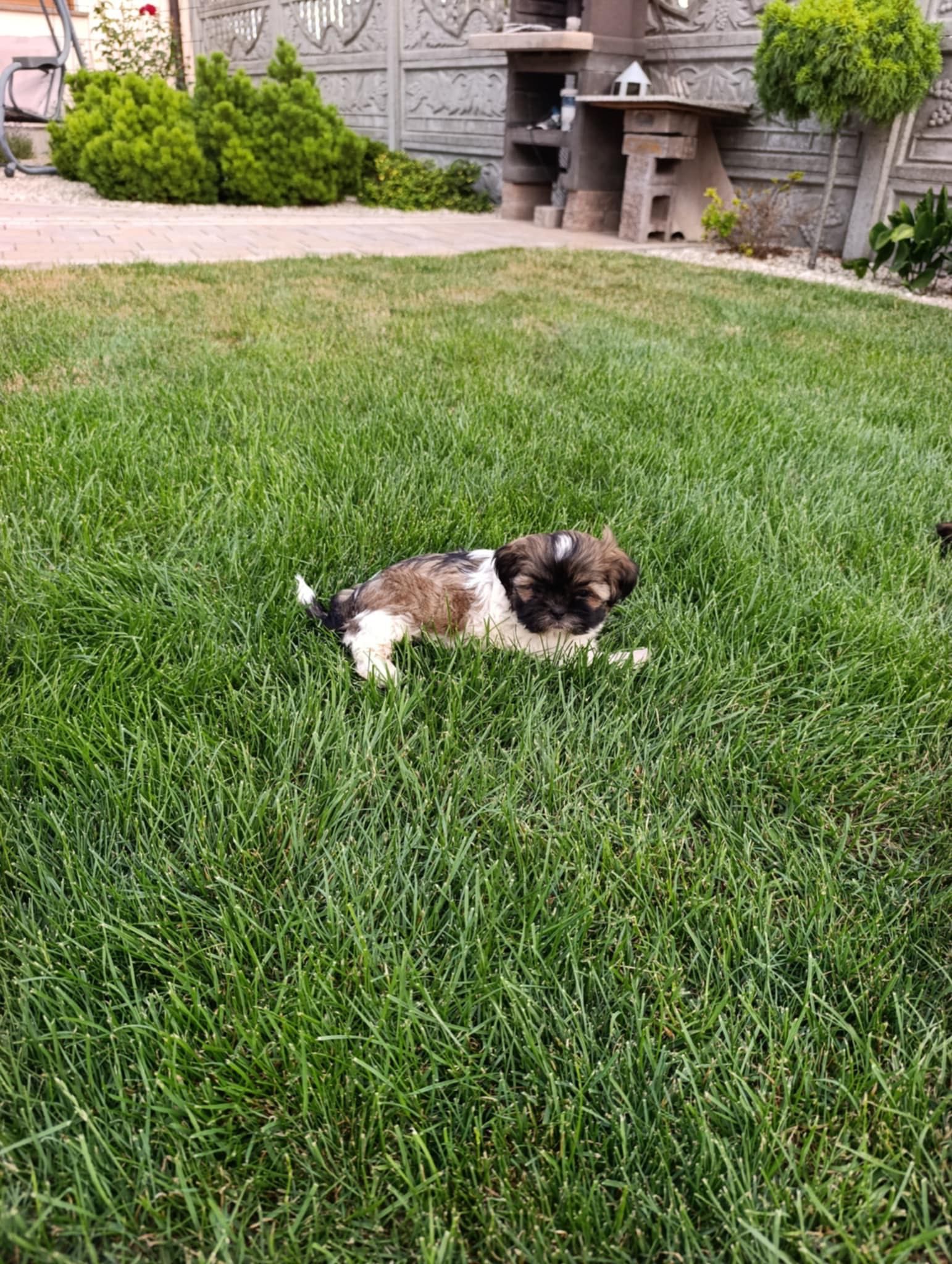 Szczeniak Shih Tzu - Chłopiec