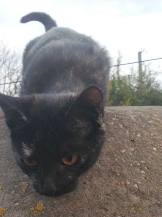 3-х місячна кішечка