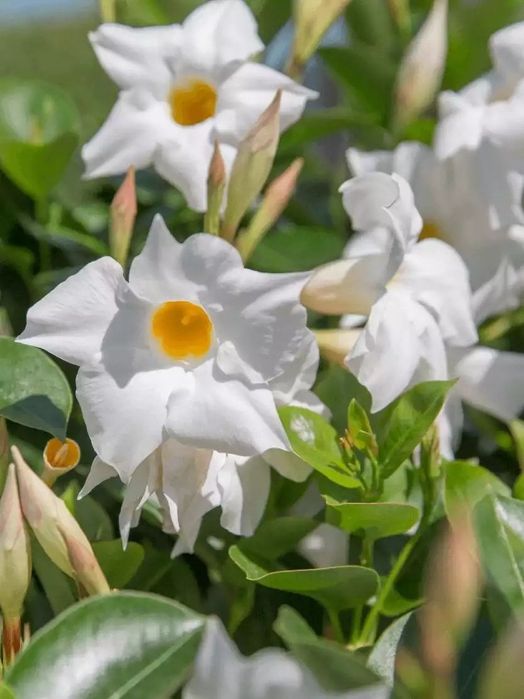 Дипладения мандевилла сандевила