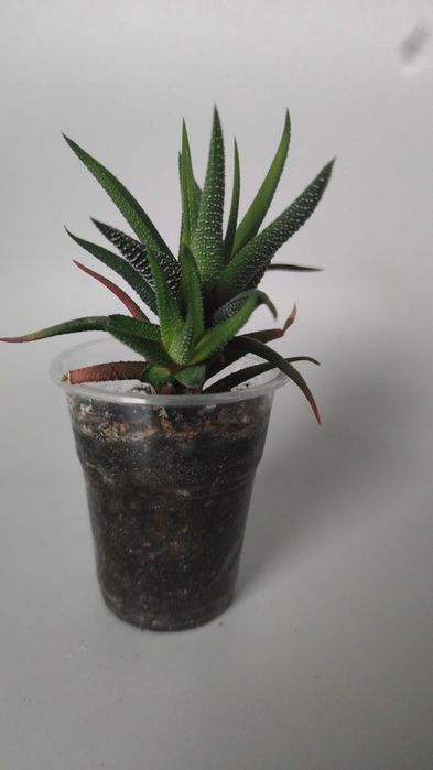 Хавортія рослина безкоштовно