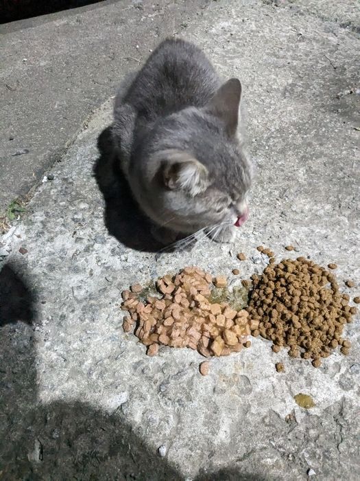 Кіт кастрований сірий