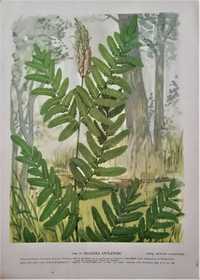 Edmund Mańczak rysunki botaniczne roślin
