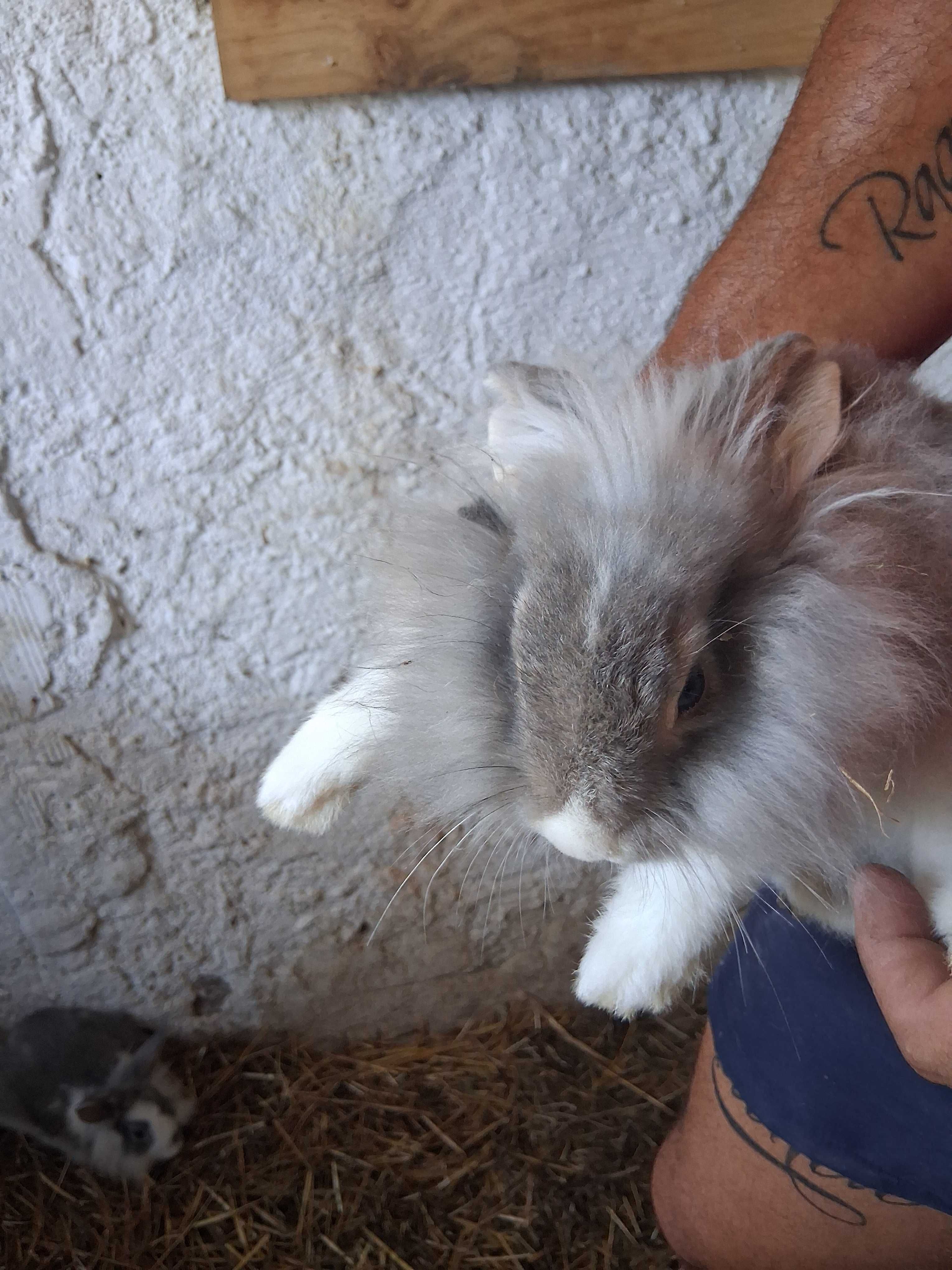 Coelhos de estimação