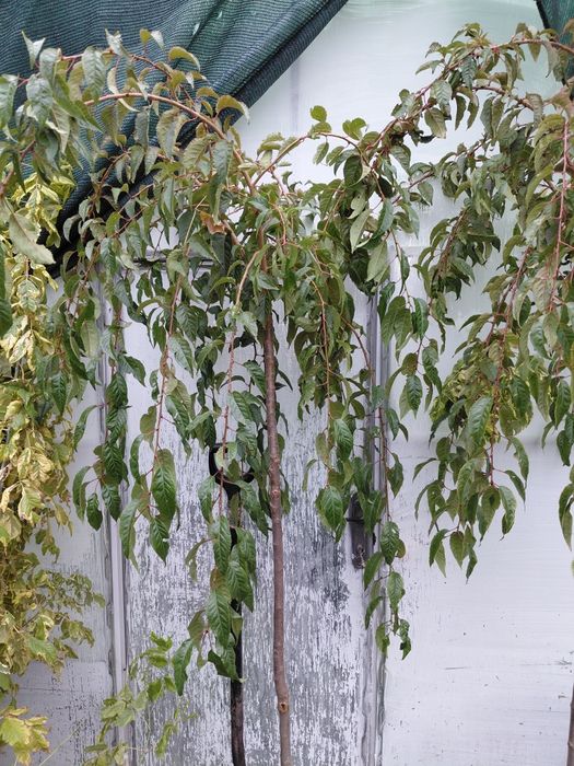 Клен ясенелистий "Фламінго",сакура плакуча "Кіку шидаре"