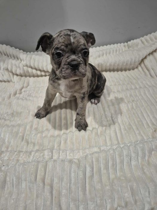 Buldog francuski blue merle