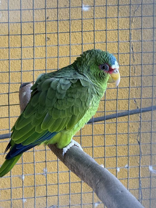 Amazona Albifron fêmea