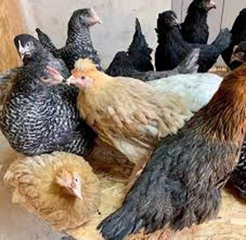 Яйце домінант Чехія оптом і в роздріб