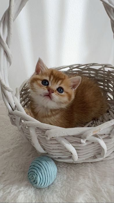 Kotek Szkocki Złota Szynszyla. Scottish straight.